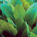 costmary