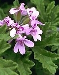 pelargonium_graveolens