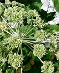 angelica