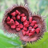 annatto_seeds