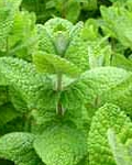 applemint