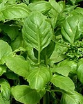 basil