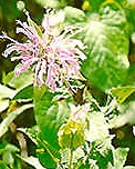 bergamot_monarda