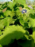borage