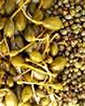 caperberries