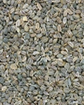 celery_seed