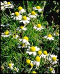 chamomile