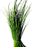 chives