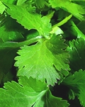 coriander