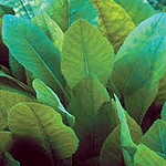 costmary