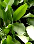 costmary