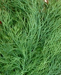 dill