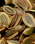 dill_seed
