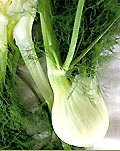 fennel_bulb
