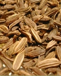 fennel_seed