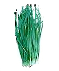garlic_chives