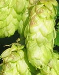 hop_buds