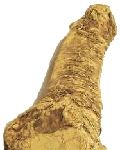 horseradishroot