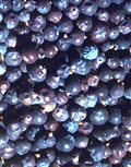 juniperberries