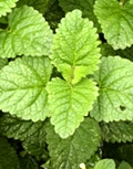 lemon_balm