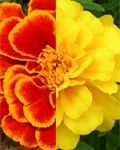marigold