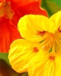 nasturtium