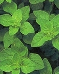 oregano