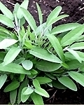 sage
