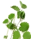 salad_burnett