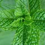 mint
