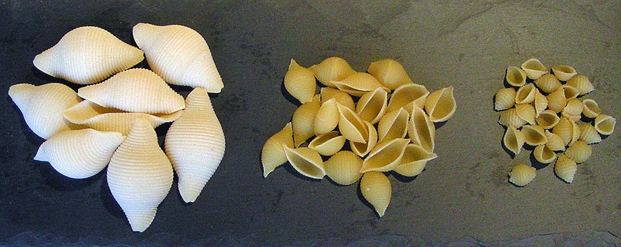 Conchiglioni (Large), Pasta Shells, Conchigliette (small)