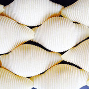 Conchiglioni_rigati-1-1